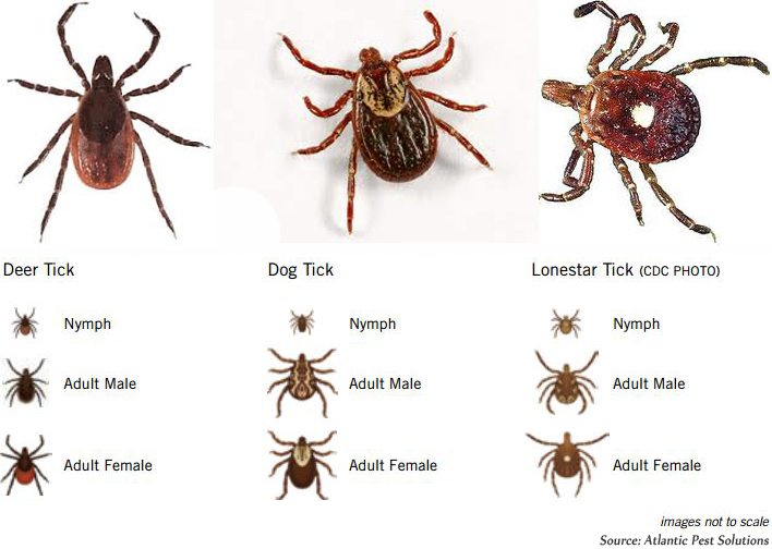 Types Of Ticks