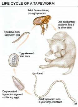 tapeworm segments in dogs